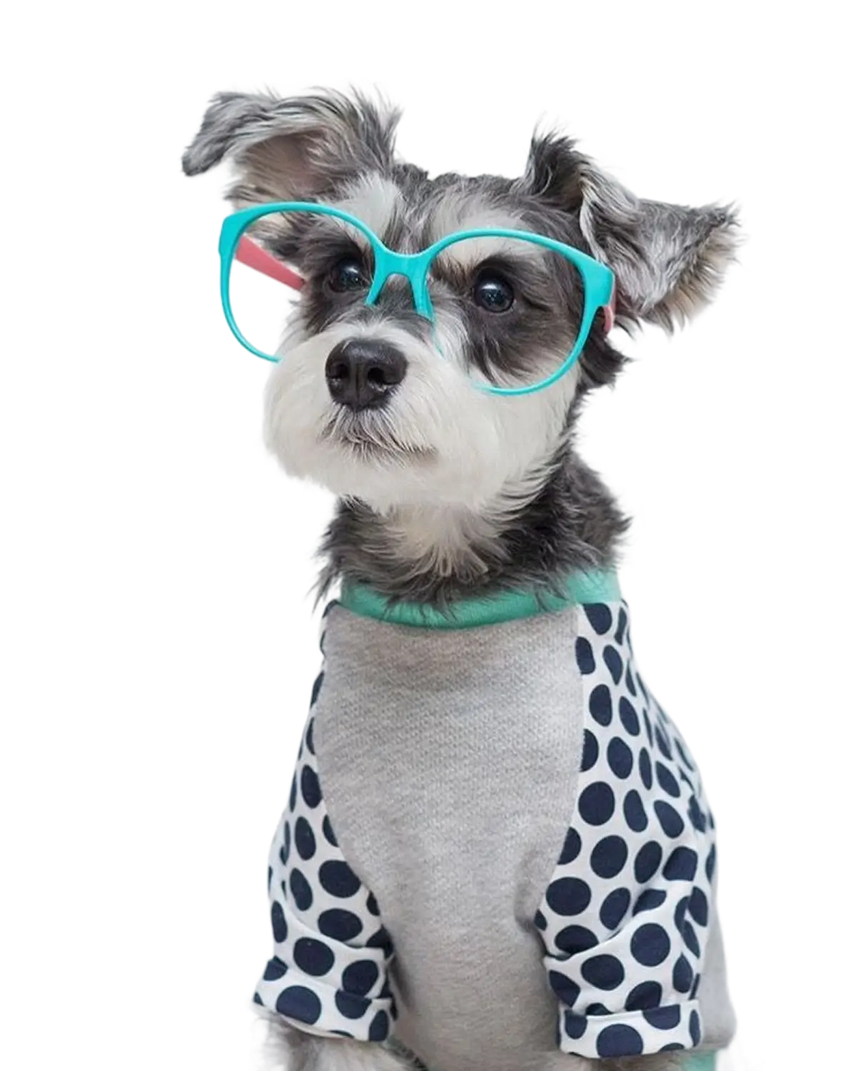 CTA image of a stylish dog at Pets Tokyo