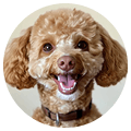 Pet visitor at Pets Tokyo 4
