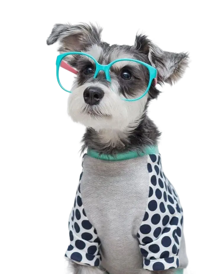 Dog with glasses