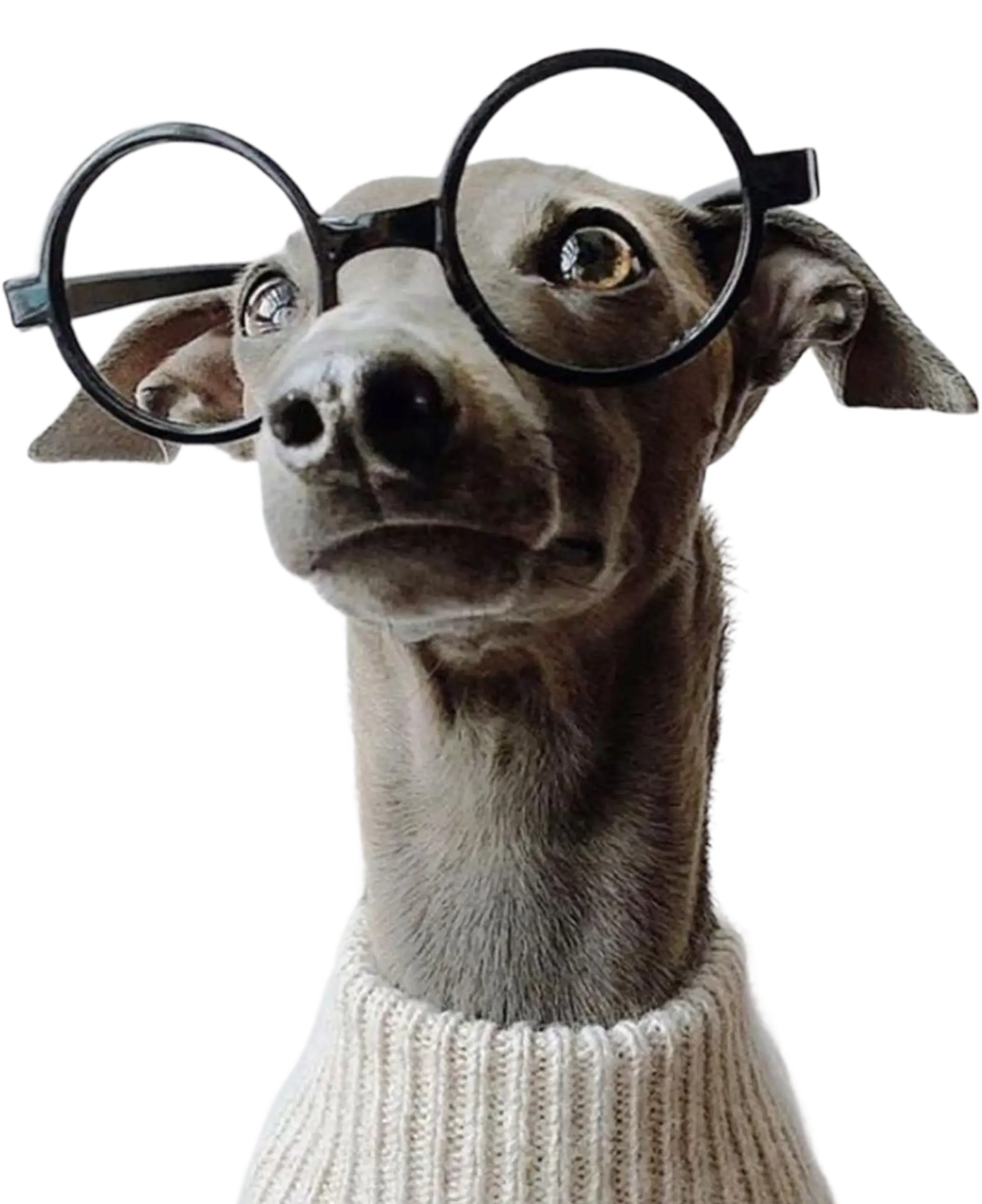 Dog with glasses
